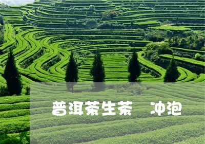 普洱茶生茶 冲泡/2023041220603